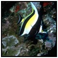 Hardy Reef