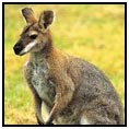 Kangaroo Island