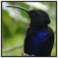 Corcovado Conservation Area