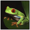 Puntarenas