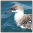 Tristan da Cunha Island