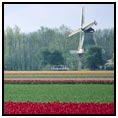 Edam