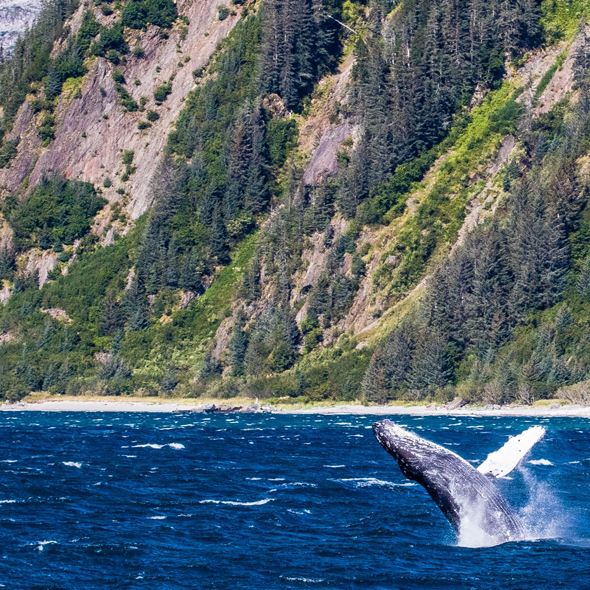 Prince William Sound