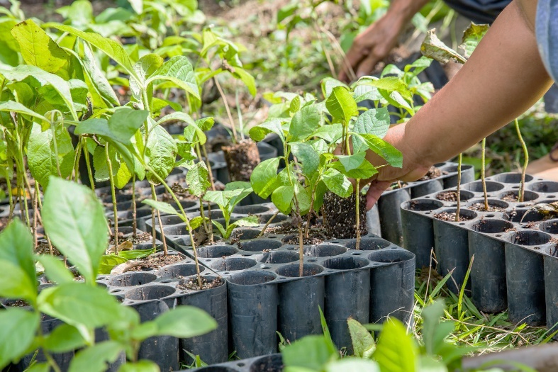 one-tree-planted-2